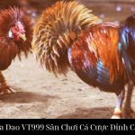 Đá Gà Cựa Dao VT999 Sân Chơi Cá Cược Đỉnh Cao Uy Tín