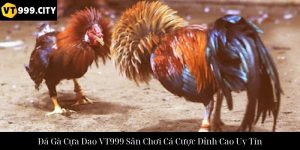 Trải Nghiệm Đá Gà Thomo Vt999 Sân Chơi Cá Cược Đỉnh Cao