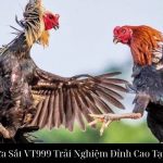 Đá Gà Cựa Sắt VT999 Trải Nghiệm Đỉnh Cao Tại Nhà Cái