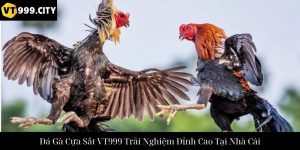 Trải Nghiệm Đá Gà Thomo Vt999 Sân Chơi Cá Cược Đỉnh Cao