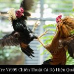 Đá Gà Tre Vt999 Chiến Thuật Cá Độ Hiệu Quả Tối Ưu