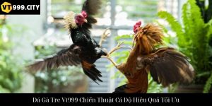 Trải Nghiệm Đá Gà Thomo Vt999 Sân Chơi Cá Cược Đỉnh Cao