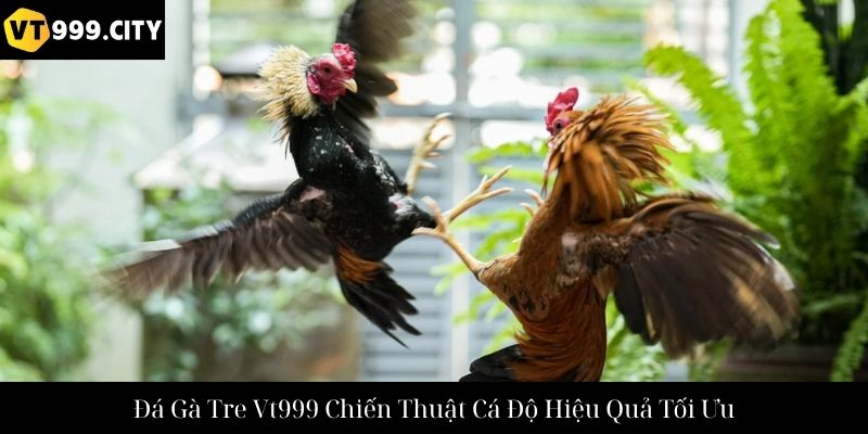 Đá Gà Tre Vt999 Chiến Thuật Cá Độ Hiệu Quả Tối Ưu
