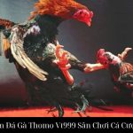 Trải Nghiệm Đá Gà Thomo Vt999 Sân Chơi Cá Cược Đỉnh Cao