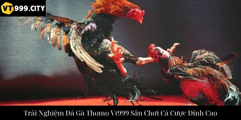 Trải Nghiệm Đá Gà Thomo Vt999 Sân Chơi Cá Cược Đỉnh Cao
