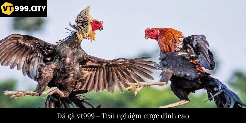 Đá gà vt999 – Trải nghiệm cược đỉnh cao