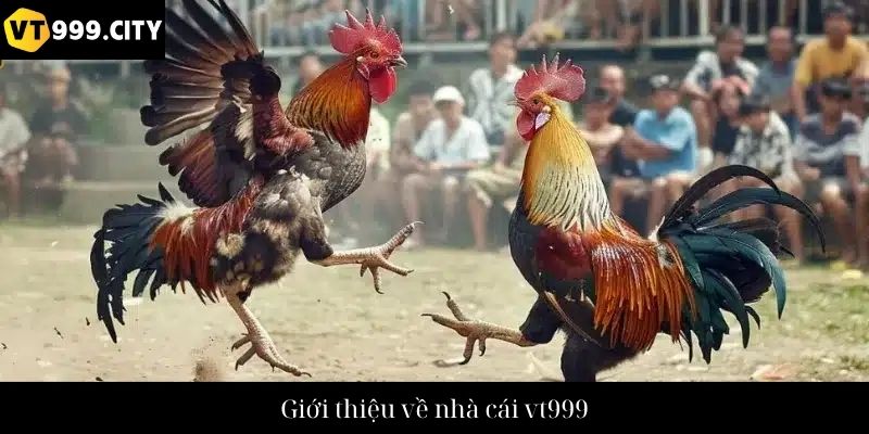 Giới thiệu về nhà cái vt999